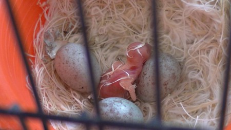 ze laten op zich wachten 